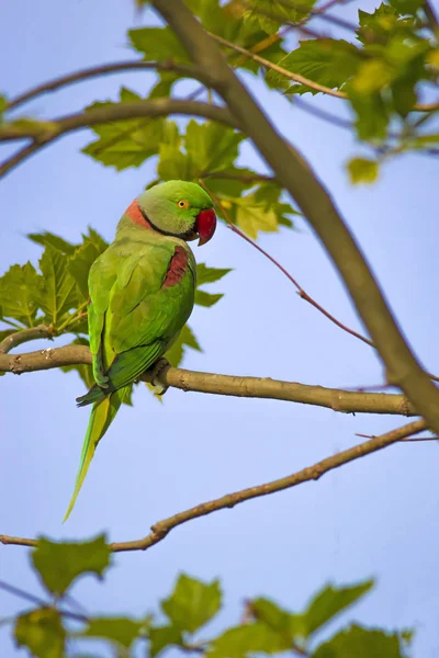 Pássaro Selvagem Colorido Papagaio Fundo Natural — Fotografia de Stock