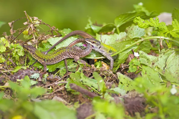 Lizards Green Forest Green Nature Background — Stock Photo, Image
