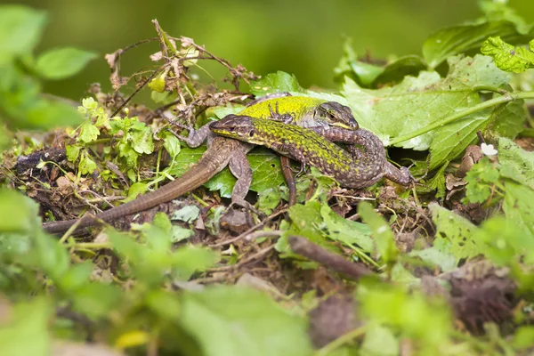 Lizards Green Forest Green Nature Background — Stock Photo, Image