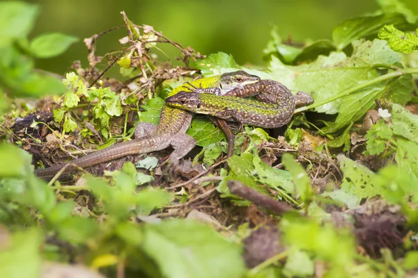 Lézards Forêt Verte Fond Vert Nature — Photo