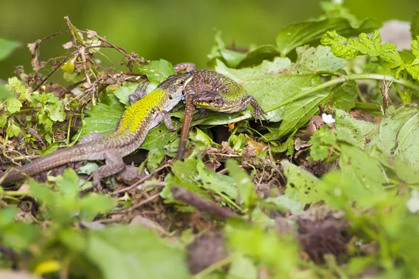 Lizards Green Forest Green Nature Background — Stock Photo, Image