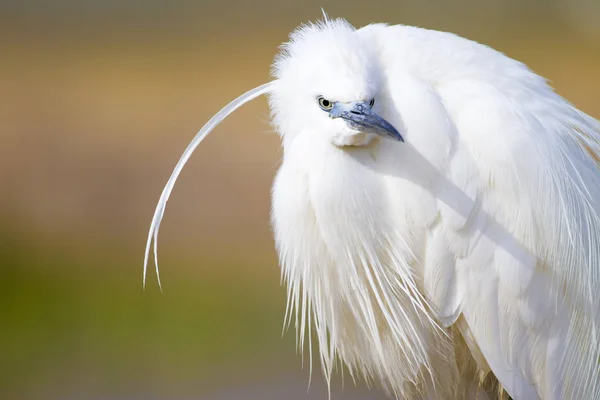 Vit Häger Färgstark Natur Bakgrund Fågel Lilla Hägrar Egretta Garzetta — Stockfoto