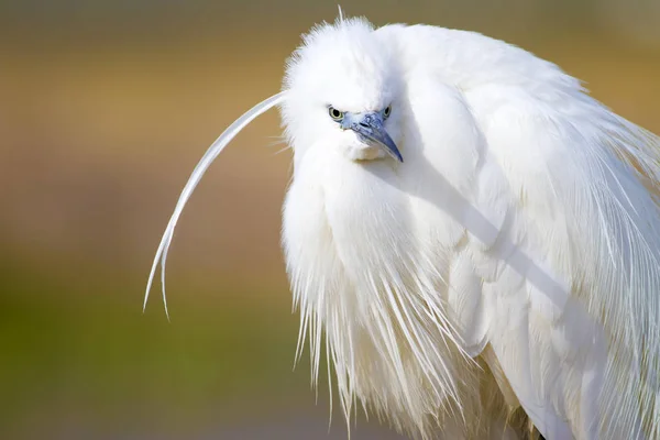Bílý Býk Barevný Přírodní Pozadí Ptáček Malý Egret Tgretta Garzetta — Stock fotografie