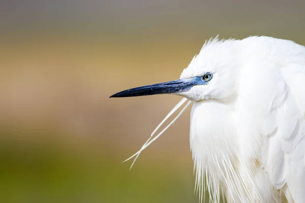 White Heron Colorful Nature Background Bird Little Egret Egretta Garzetta — Stock Photo, Image