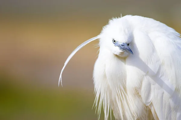 Bílý Býk Barevný Přírodní Pozadí Ptáček Malý Egret Tgretta Garzetta — Stock fotografie