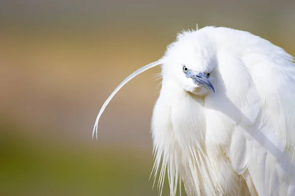 White Heron Colorful Nature Background Bird Little Egret Egretta Garzetta — Stock Photo, Image