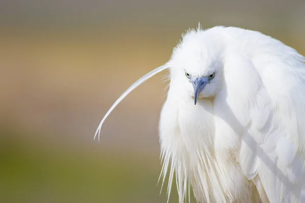 Bílý Býk Barevný Přírodní Pozadí Ptáček Malý Egret Tgretta Garzetta — Stock fotografie