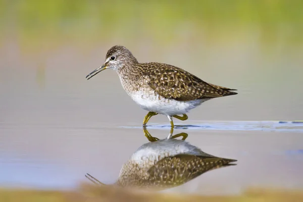 Eau Oiseau Bécasseau Fond Naturel Coloré Oiseau Bécasseau Des Bois — Photo