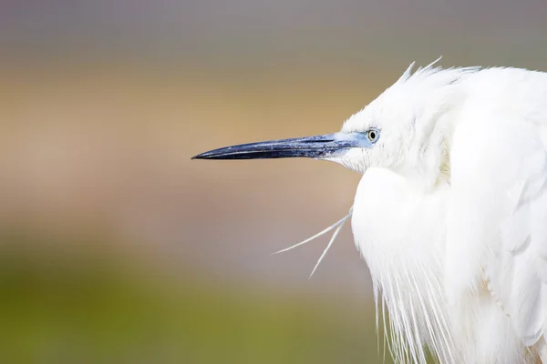 White Heron Colorful Nature Background Bird Little Egret Egretta Garzetta — Stock Photo, Image