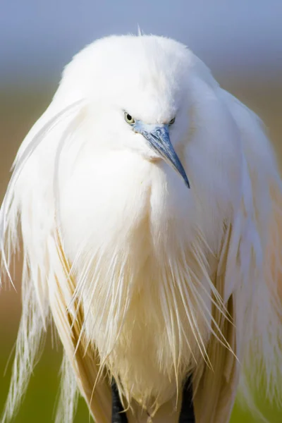 White heron. Colorful nature background. Bird: Little Egret. Egretta garzetta.