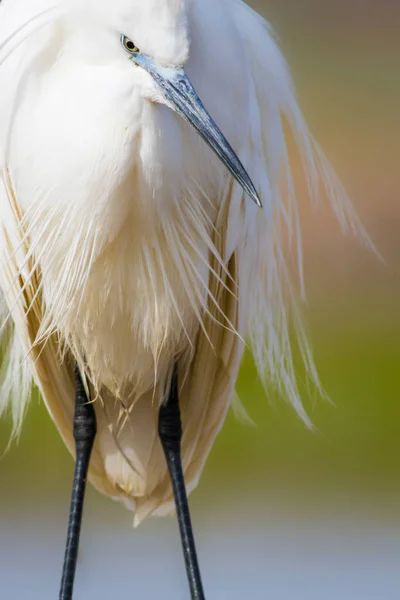 화이트 다채로운 배경입니다 Egret 에그레타 가르제타 — 스톡 사진