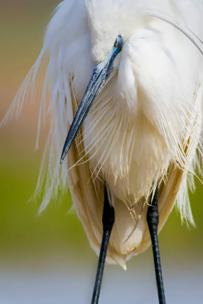 Héron Blanc Fond Naturel Coloré Oiseau Petite Aigrette Egretta Garzetta — Photo