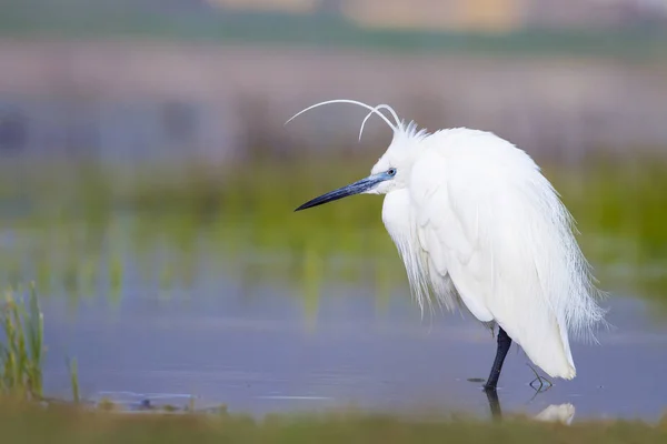 Héron Blanc Fond Naturel Coloré Oiseau Petite Aigrette Egretta Garzetta — Photo