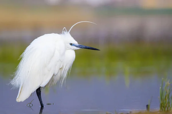 Héron Blanc Fond Naturel Coloré Oiseau Petite Aigrette Egretta Garzetta — Photo