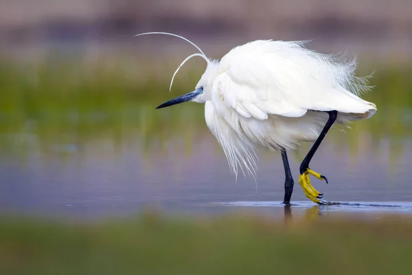 Silberreiher Farbenfrohe Natur Hintergrund Vogel Seidenreiher Egretta Garzetta — Stockfoto