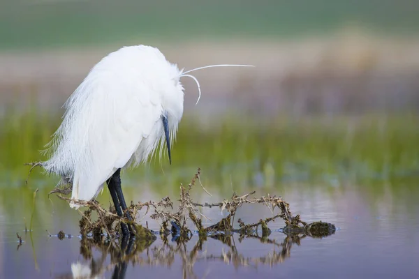 Héron Blanc Fond Naturel Coloré Oiseau Petite Aigrette Egretta Garzetta — Photo