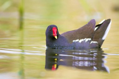 Sevimli su kuşu ve göl yaşam alanı. Kuş: Ortak Moorhen. Gallinula kloropus.