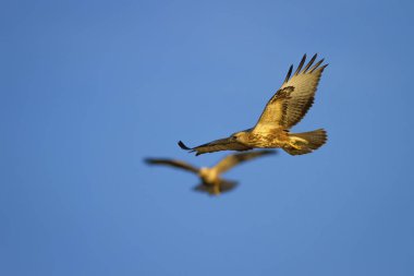 Yırtıcı kuş. Doğal arka plan. Kuş: Uzun bacaklı Şahin. Buteo rufinus.