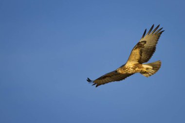 Yırtıcı kuş. Doğal arka plan. Kuş: Uzun bacaklı Şahin. Buteo rufinus.
