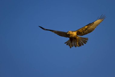 Yırtıcı kuş. Doğal arka plan. Kuş: Uzun bacaklı Şahin. Buteo rufinus.