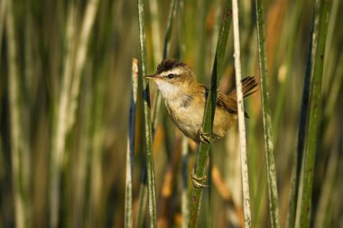 Sevimli kuş ötleğen Lake Habitat. Yeşil Reed arka plan. Bıyıklı bir Warbler. Acrocephalus melanopogon).