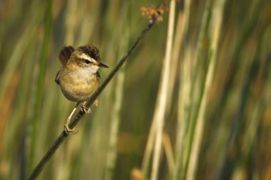 Sevimli kuş ötleğen Lake Habitat. Yeşil Reed arka plan. Bıyıklı bir Warbler. Acrocephalus melanopogon).