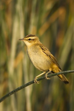 Sevimli kuş ötleğen Lake Habitat. Yeşil Reed arka plan. Bıyıklı bir Warbler. Acrocephalus melanopogon).