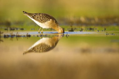 Sevimli su kuşu uyuyor. Doğal sulak arka plan. Ortak su kuşu: Ruff. Philomachus pugnax. 