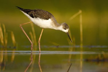 Sevimli su kuşu. Siyah kanatlı Stilt. Renkli doğa habitat arka plan. Siyah kanatlı Stilt Himantopus himantopus.