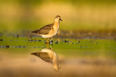 Sevimli su kuşu uyuyor. Doğal sulak arka plan. Ortak su kuşu: Ruff. Philomachus pugnax. 