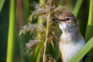 Şarkı söyleyen kuş. Gün batımı doğa arka plan. Kuş: Büyük Sazlık Ötleğeni. Acrocephalus arundinaceus.
