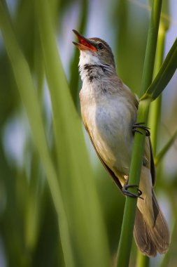Şarkı söyleyen kuş. Gün batımı doğa arka plan. Kuş: Büyük Sazlık Ötleğeni. Acrocephalus arundinaceus.