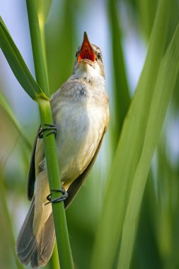 Şarkı söyleyen kuş. Gün batımı doğa arka plan. Kuş: Büyük Sazlık Ötleğeni. Acrocephalus arundinaceus.