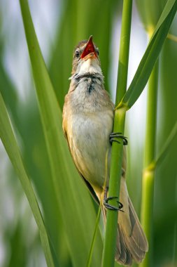 Şarkı söyleyen kuş. Gün batımı doğa arka plan. Kuş: Büyük Sazlık Ötleğeni. Acrocephalus arundinaceus.
