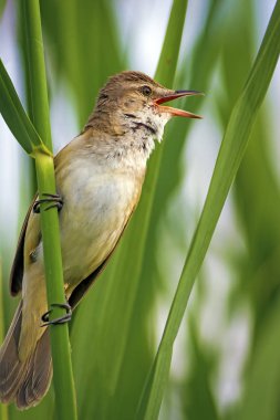 Şarkı söyleyen kuş. Gün batımı doğa arka plan. Kuş: Büyük Sazlık Ötleğeni. Acrocephalus arundinaceus.