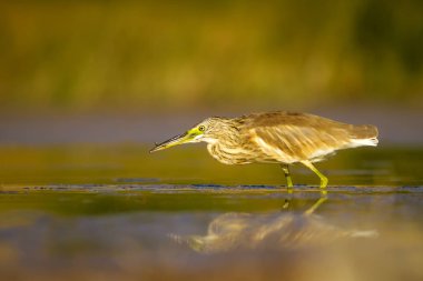 Balıkçıl. Doğa arka planı. Ortak Kuş: Squacco Heron. Ardeola ralloides.