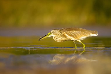 Balıkçıl. Doğa arka planı. Ortak Kuş: Squacco Heron. Ardeola ralloides.