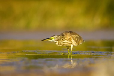 Balıkçıl. Doğa arka planı. Ortak Kuş: Squacco Heron. Ardeola ralloides.