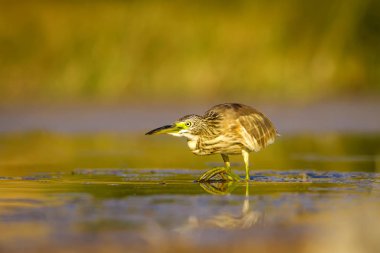 Balıkçıl. Doğa arka planı. Ortak Kuş: Squacco Heron. Ardeola ralloides.