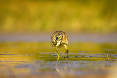 Balıkçıl. Doğa arka planı. Ortak Kuş: Squacco Heron. Ardeola ralloides.