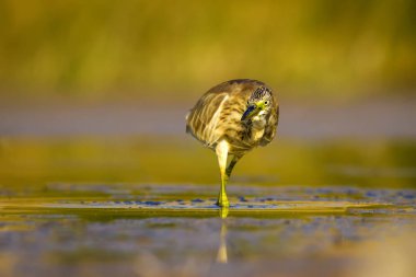 Balıkçıl. Doğa arka planı. Ortak Kuş: Squacco Heron. Ardeola ralloides.