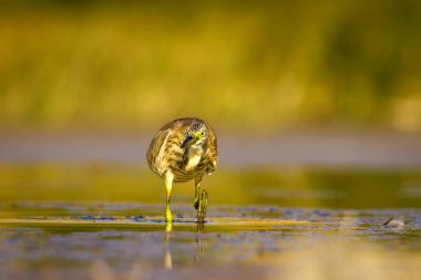 Balıkçıl. Doğa arka planı. Ortak Kuş: Squacco Heron. Ardeola ralloides.