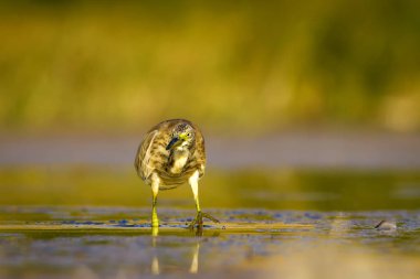 Balıkçıl. Doğa arka planı. Ortak Kuş: Squacco Heron. Ardeola ralloides.