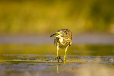 Balıkçıl. Doğa arka planı. Ortak Kuş: Squacco Heron. Ardeola ralloides.