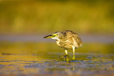 Balıkçıl. Doğa arka planı. Ortak Kuş: Squacco Heron. Ardeola ralloides.