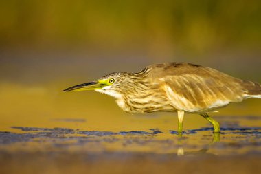 Balıkçıl. Doğa arka planı. Ortak Kuş: Squacco Heron. Ardeola ralloides.
