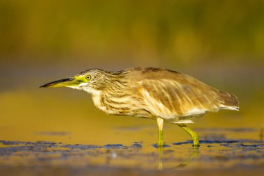 Balıkçıl. Doğa arka planı. Ortak Kuş: Squacco Heron. Ardeola ralloides.