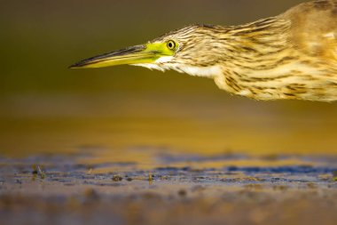Balıkçıl. Doğa arka planı. Ortak Kuş: Squacco Heron. Ardeola ralloides.