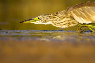 Balıkçıl. Doğa arka planı. Ortak Kuş: Squacco Heron. Ardeola ralloides.