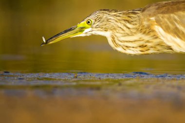 Balıkçıl. Doğa arka planı. Ortak Kuş: Squacco Heron. Ardeola ralloides.
